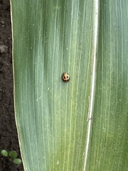 Hippodamia tredecimpunctata