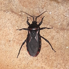 Brontostoma colossus