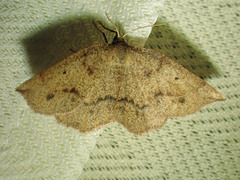 Metarranthis duaria