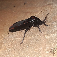 Brontostoma colossus