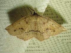 Metarranthis duaria