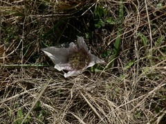 Colchicum melanthioides