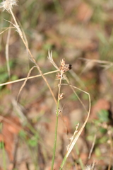 Carex divulsa divulsa