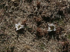 Colchicum melanthioides