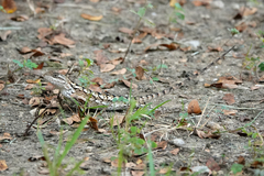 Sceloporus olivaceus