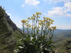 Senecio macrospermus