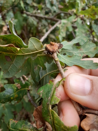 Andricus mitratus