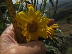 Senecio macrospermus