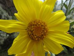 Senecio macrospermus