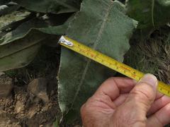 Senecio macrospermus