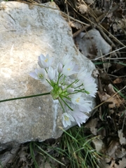 Allium neapolitanum