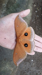 Pseudobunaea natalensis