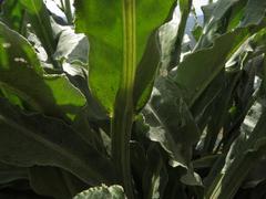 Senecio macrospermus