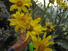 Senecio macrospermus