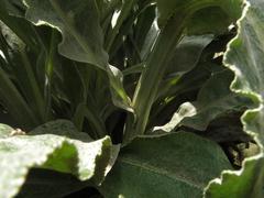 Senecio macrospermus