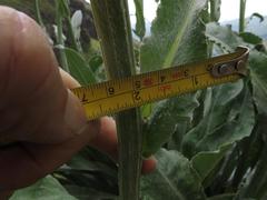 Senecio macrospermus