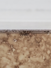 Thermobia domestica