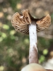 Cortinarius depressus