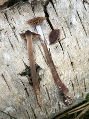 Cortinarius depressus