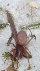 Dysderidae