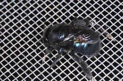 Xylocopa splendidula