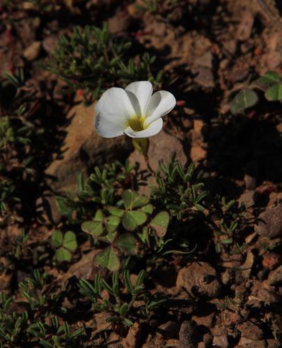 Oxalis glabra (Oxalis glabra)