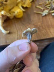 Craterellus subundulatus