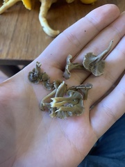 Craterellus subundulatus