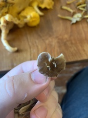 Craterellus subundulatus