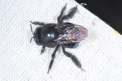 Xylocopa splendidula