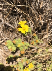Deinandra mohavensis