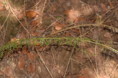 Anarrhinum bellidifolium