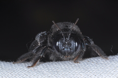 Xylocopa splendidula