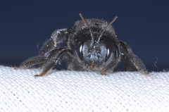 Xylocopa splendidula