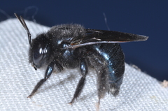 Xylocopa splendidula