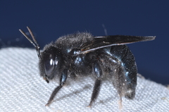 Xylocopa splendidula