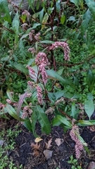 Persicaria barbata