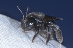 Xylocopa splendidula