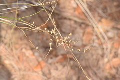 Anarrhinum bellidifolium