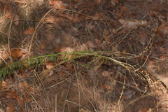 Anarrhinum bellidifolium