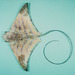 Banded Eagle Ray - Photo (c) Randall, J.E., some rights reserved (CC BY-NC)
