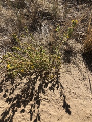 Deinandra mohavensis