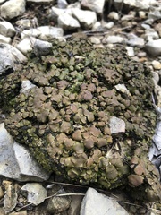 Clavascidium lacinulatum