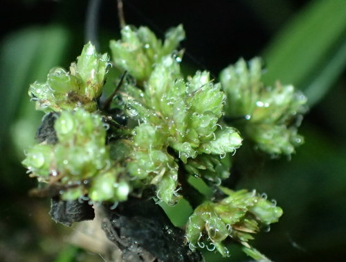 Cyperus pseudovegetus image