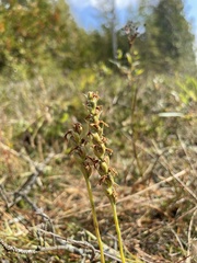 Spiranthes romanzoffiana