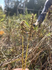 Spiranthes romanzoffiana