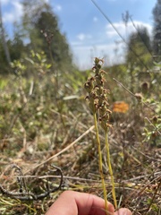 Spiranthes romanzoffiana