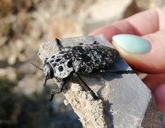 Capnodis cariosa