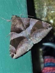 Bastilla fulvotaenia