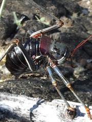 Acanthoplus discoidalis